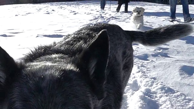 狗在山区的雪地里奔跑视频素材