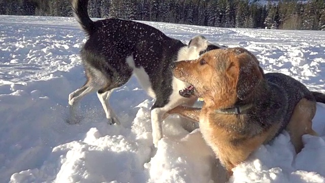 狗在山上的雪地里玩耍视频素材