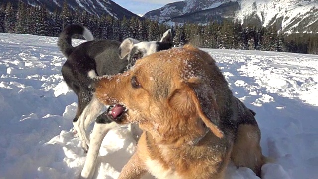 狗在山上的雪地里玩耍视频素材