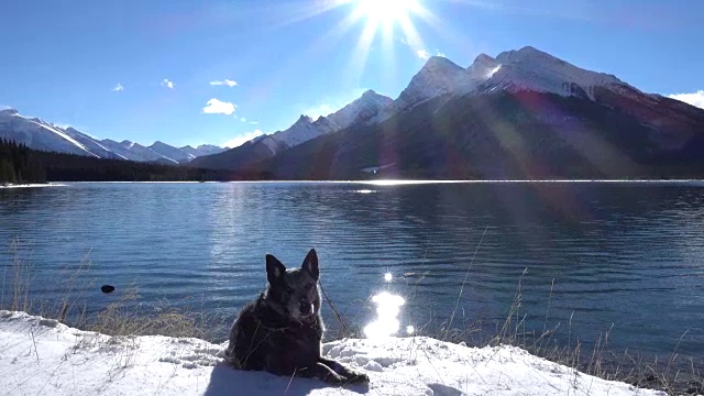 一只狗愉快地坐在雪山湖边视频素材