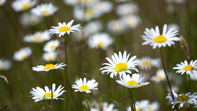 野生Chrysanthemun视频素材