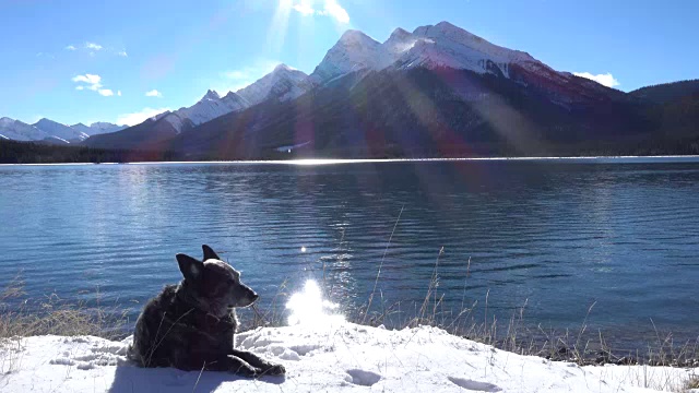 一只狗愉快地坐在雪山湖边视频素材