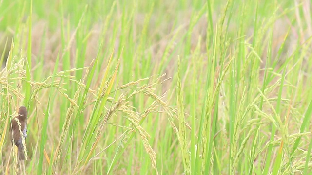 稻田里的小鸟视频素材