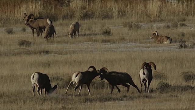 WS拍摄的大角绵羊公羊(Ovis canadensis)的头在12月发情期视频素材