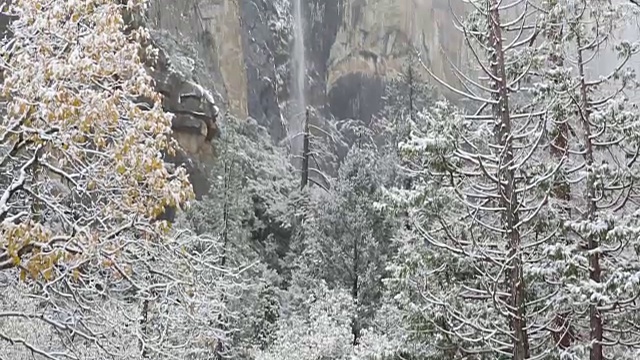 黄石国家公园的冬天，树上覆盖着雪。视频素材