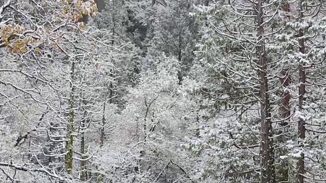 黄石国家公园的冬天，树上覆盖着雪。视频素材