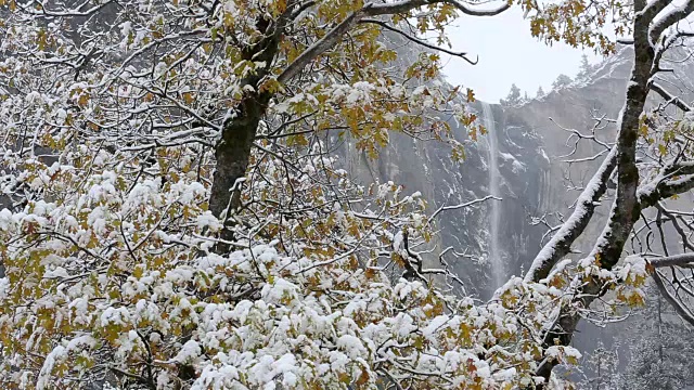 黄石国家公园的冬天，树上覆盖着雪。视频素材