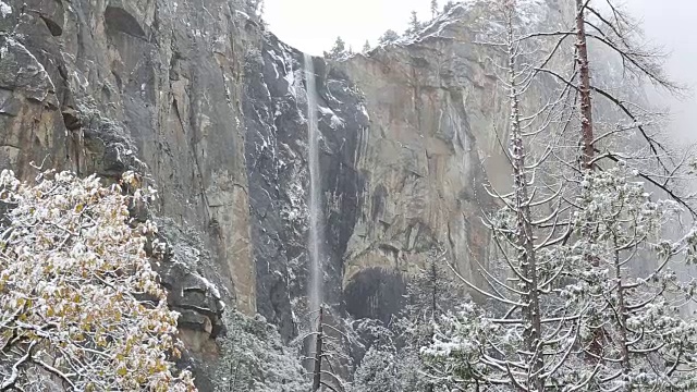 黄石国家公园的冬天，树上覆盖着雪。视频素材