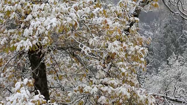 黄石国家公园的冬天，树上覆盖着雪。视频素材