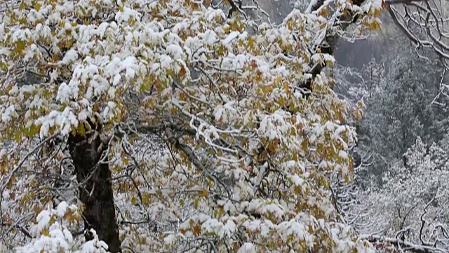 黄石国家公园的冬天，树上覆盖着雪。视频素材