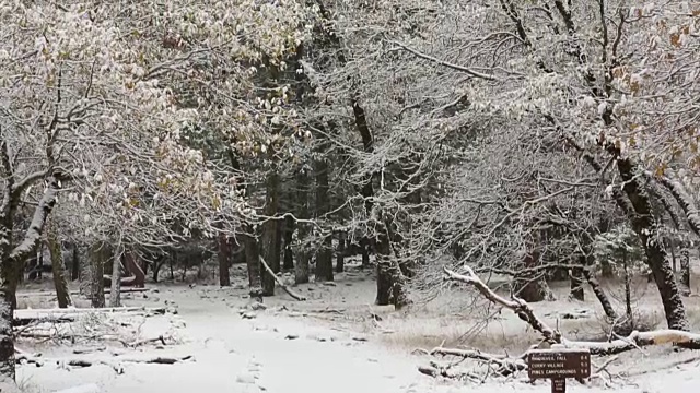 黄石国家公园的冬天，树上覆盖着雪。视频素材