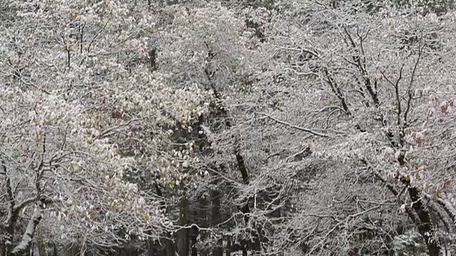 黄石国家公园的冬天，树上覆盖着雪。视频素材