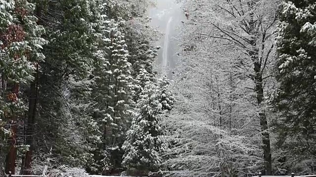 黄石国家公园的冬天，树上覆盖着雪。视频素材