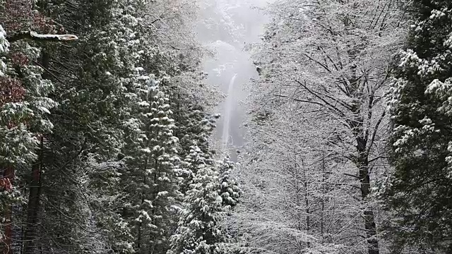 黄石国家公园的冬天，树上覆盖着雪。视频素材