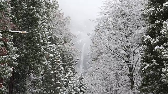 黄石国家公园的冬天，树上覆盖着雪。视频素材