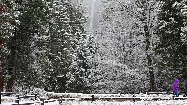 黄石国家公园的冬天，树上覆盖着雪。视频素材