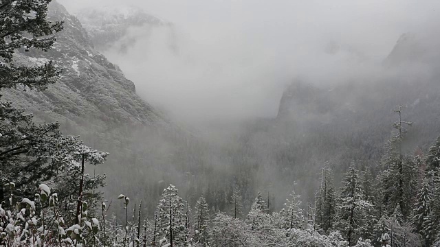 黄石国家公园的冬天，树上覆盖着雪。视频素材