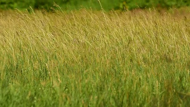 郁郁葱葱的grass.4K视频素材