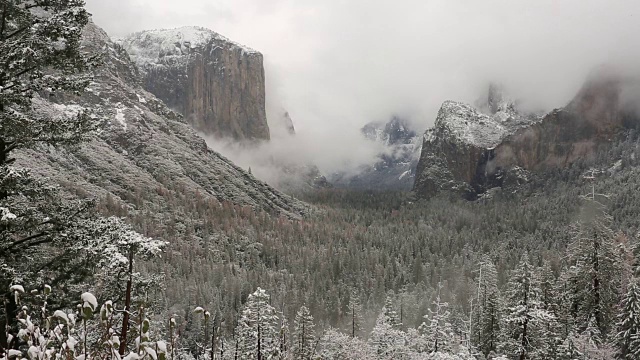 黄石国家公园的冬天，树上覆盖着雪。视频素材