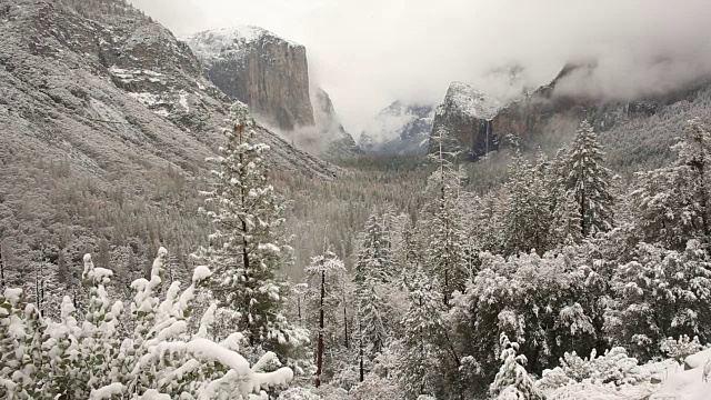 黄石国家公园的冬天，树上覆盖着雪。视频素材