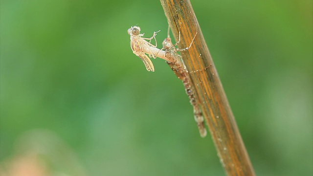 幼虫身上出现了蜻蜓视频素材