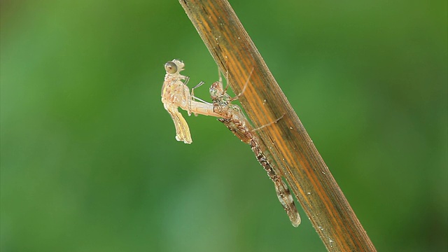 蜻蜓从幼虫中出现视频素材