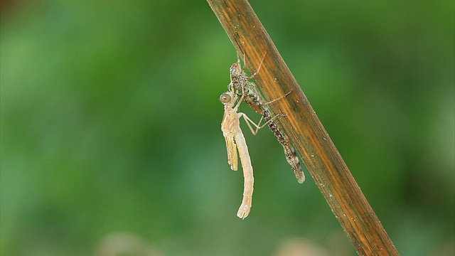 从幼虫中出现的蜻蜓视频素材