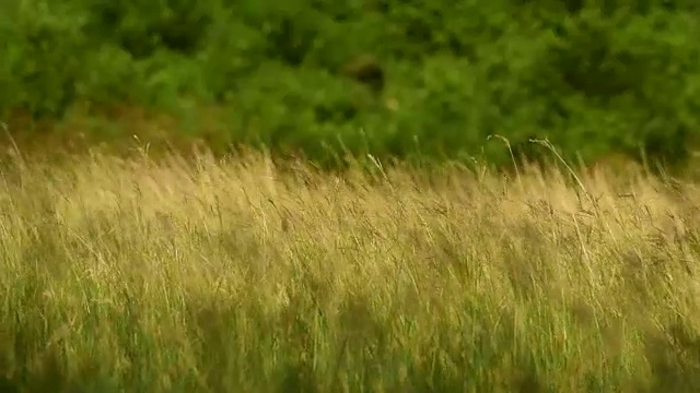 郁郁葱葱的grass.4K视频素材