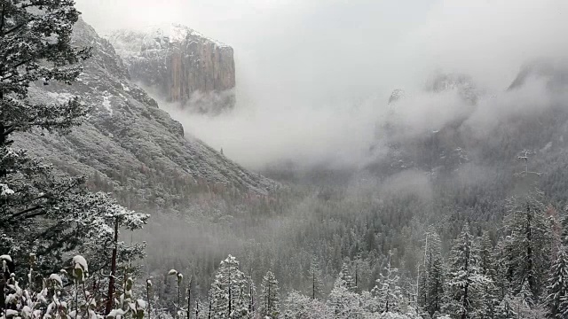 黄石国家公园的冬天，树上覆盖着雪。视频素材