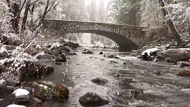 黄石国家公园的冬天，树上覆盖着雪。视频素材