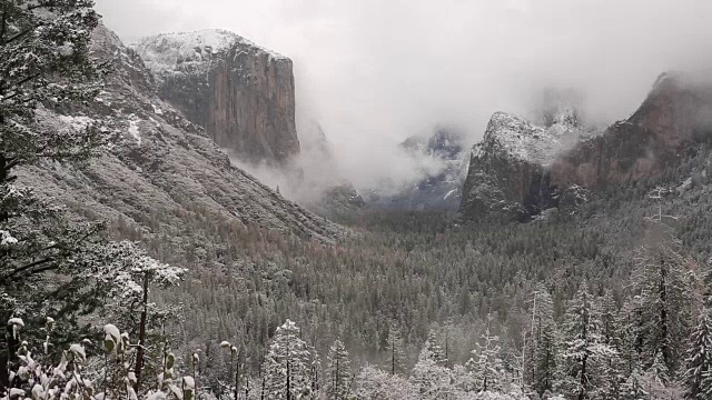 黄石国家公园的冬天，树上覆盖着雪。视频素材