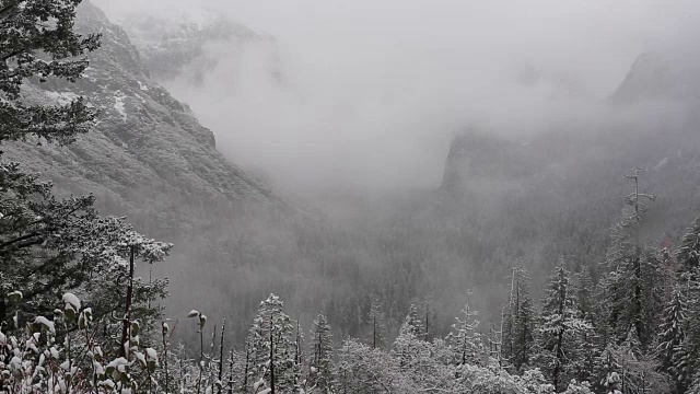 黄石国家公园的冬天，树上覆盖着雪。视频素材