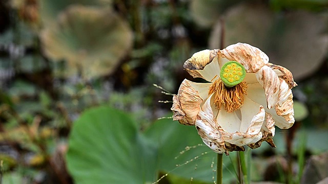 莲子百合的花视频素材