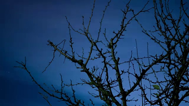 夜空穿过树枝的时间流逝视频素材