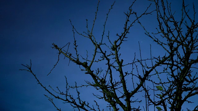 夜空穿过树枝的时间流逝视频素材