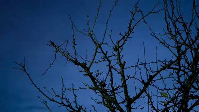 夜空穿过树枝的时间流逝视频素材