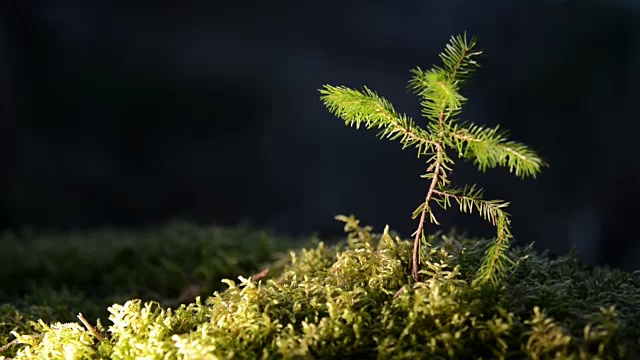 呼吸森林视频下载