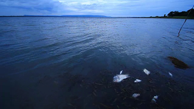 水污染和死鱼视频下载