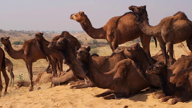 印度拉贾斯坦邦骆驼展(Pushkar Camel Mela)视频素材