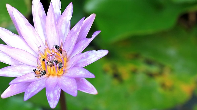 莲花与蜜蜂视频素材