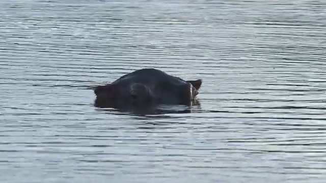 河马在水中视频素材