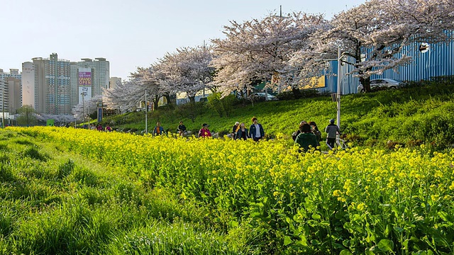 MS T/L韩国釜山，周边公园的春景，有樱花和人们视频素材