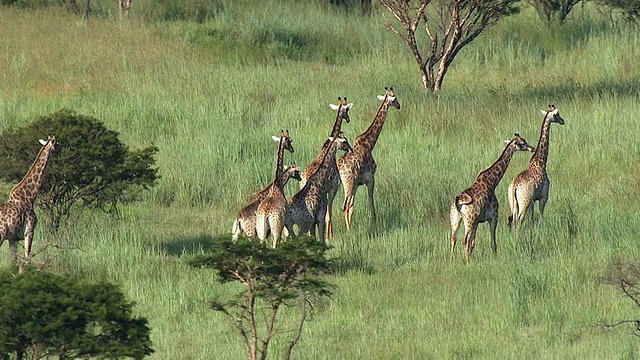 长颈鹿群鸟瞰图/ Nelspruit, Mpumalanga，南非视频素材