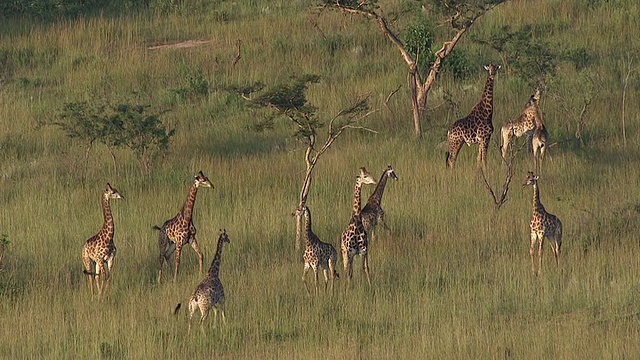 鸟瞰图，一群长颈鹿离开干燥的田野/ Nelspruit, Mpumalanga，南非视频素材