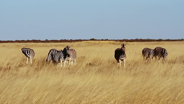 MS拍摄的斑马在黄色的草地公园/ Etosha, Ombika，纳米比亚视频素材