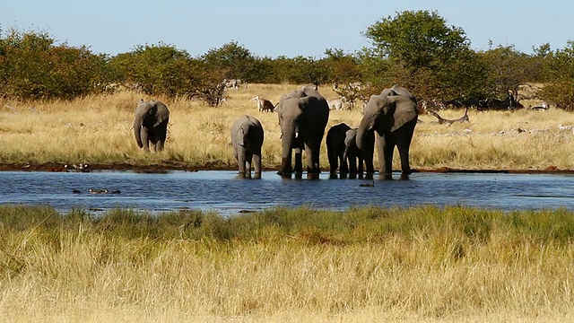 大象一家正在喝水/ Etosha, Ombika，纳米比亚视频素材