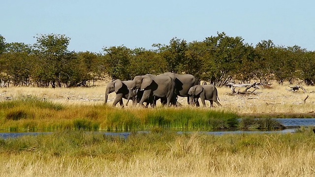 纳米比亚，Ombika, Etosha，大象一家走向水源视频下载