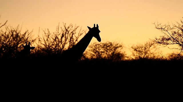 MS拍摄的长颈鹿站在灌木丛中的日落/ Etosha, Ombika，纳米比亚视频下载