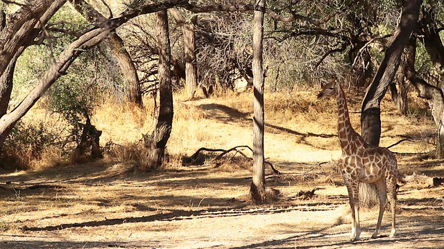 MS拍摄长颈鹿站在灌木丛中/ Etosha, Ombika，纳米比亚视频下载