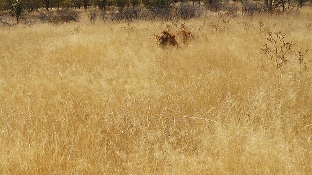 WS拍摄的狮子躺在黄色的草地上/ Etosha, Ombika，纳米比亚视频素材